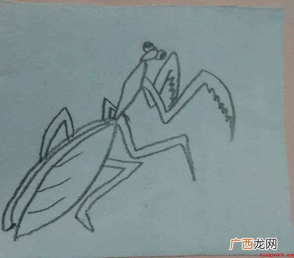 螳螂的简笔画怎么画_螳螂 螳螂的简笔画怎么画