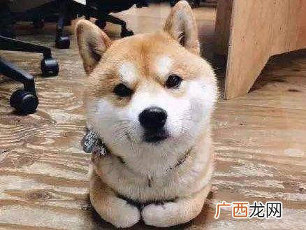 柴犬有黑色的吗,柴犬的毛越养越黑是什么原因？