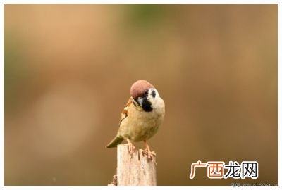 小麻雀的特点,描写麻雀飞行特点的句子？