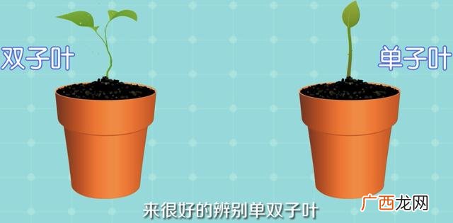 只有一片叶子的植物叫什么啊,双子叶和单子叶怎么区分?