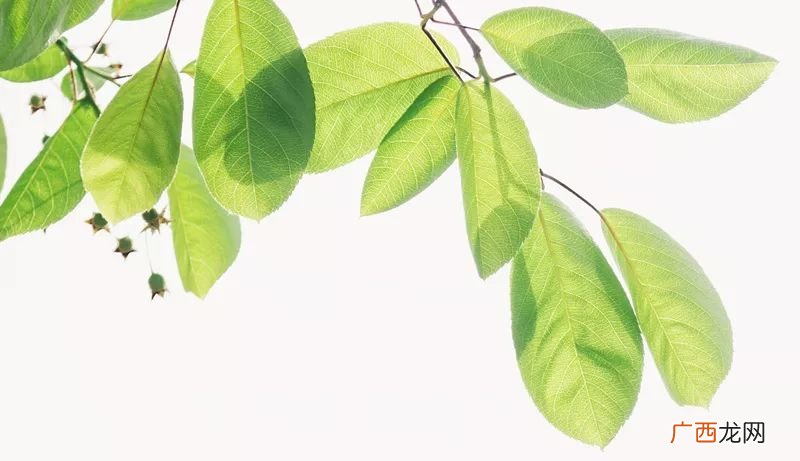 只有一片叶子的植物叫什么啊,双子叶和单子叶怎么区分?