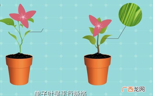 只有一片叶子的植物叫什么啊,双子叶和单子叶怎么区分?