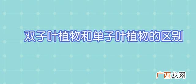 只有一片叶子的植物叫什么啊,双子叶和单子叶怎么区分?