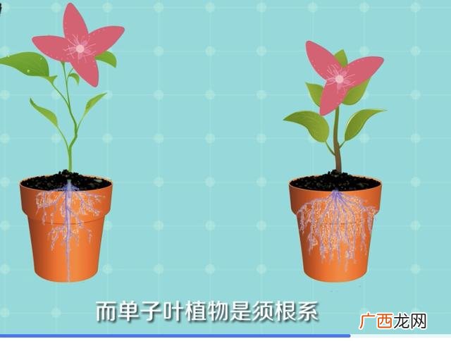 只有一片叶子的植物叫什么啊,双子叶和单子叶怎么区分?