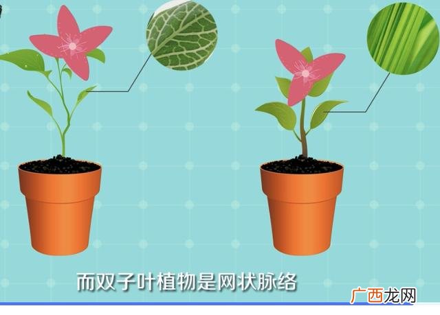 只有一片叶子的植物叫什么啊,双子叶和单子叶怎么区分?