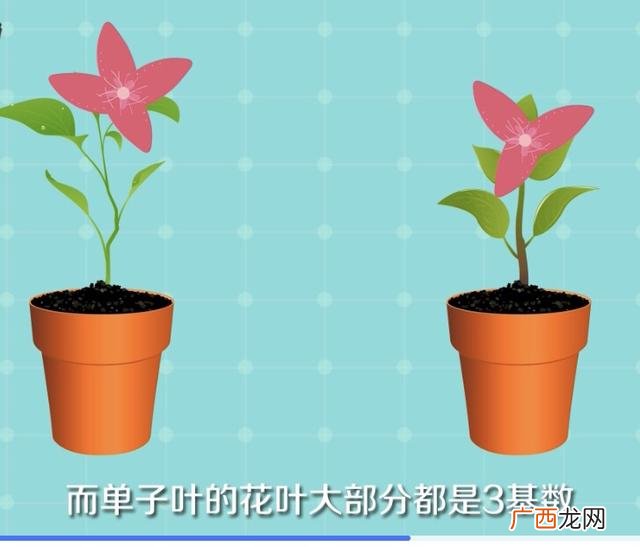 只有一片叶子的植物叫什么啊,双子叶和单子叶怎么区分?