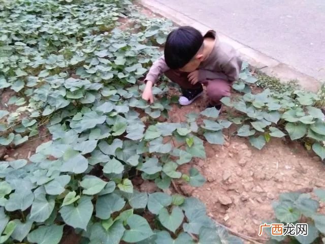 刚挖的红薯为什么会发芽,为什么发芽的红薯会更甜？
