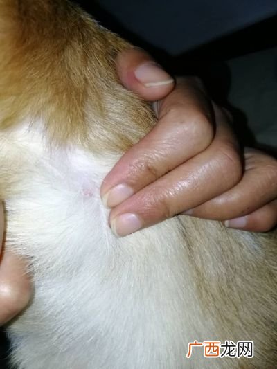 狗狗身上长疙瘩,小狗身上长疙瘩？