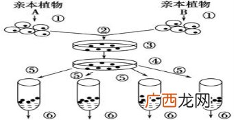 环境容纳量受哪些因素的影响,环境容纳量主要取决于什么？