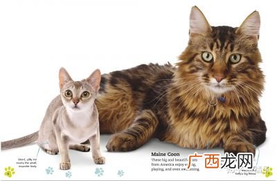 公猫和母猫的区别,公猫与母猫的辨认方法？