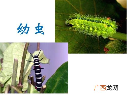 毛毛虫变蝴蝶的过程需要多久,蛋变毛毛虫大概需要几个星期？