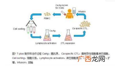 生物利用度的意义为――,什么是“生物有效性”？