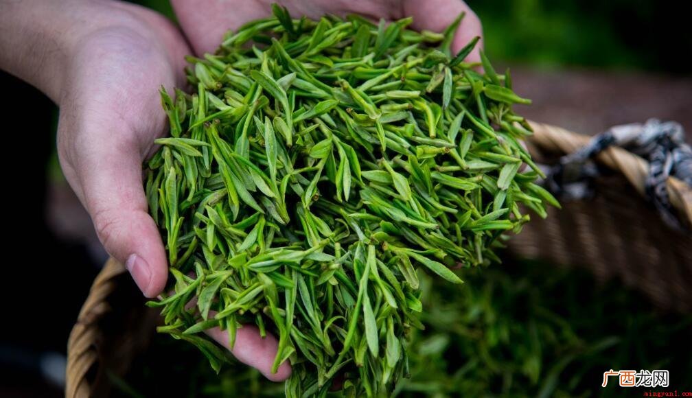 龙井茶是属于什么茶类