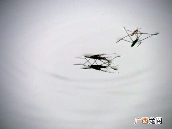蝇营狗苟的意思,关于蚊蝇的成语？