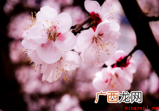 杏花是粉色的为什么说一枝红杏出墙来 杏花是什么颜色的