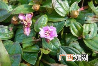 地念果功效和作用,地埝叶子可以吃吗？