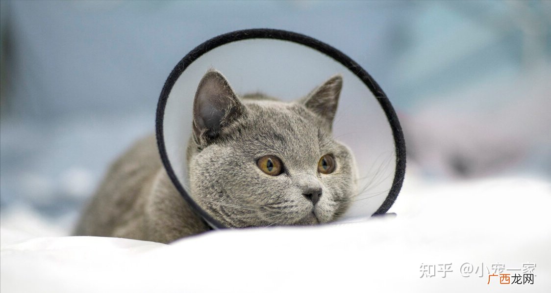 如何饲养英短蓝猫,怎么让英短蓝猫喜欢你？