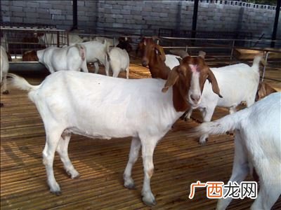 波尔山羊养殖方法,波尔山羊养殖所用牧草有哪些？