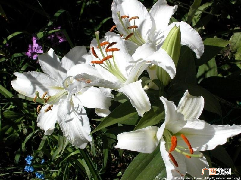百合的种植方法,百合花种植方法和肥水管理？