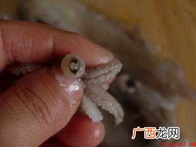 小鱿鱼怎么处理