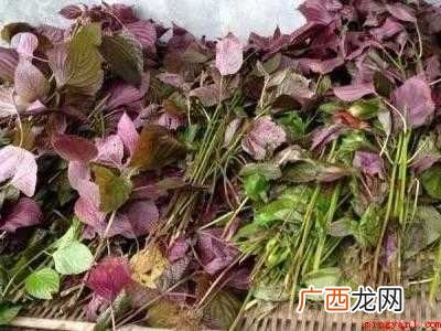 紫苏怎么晒干保存