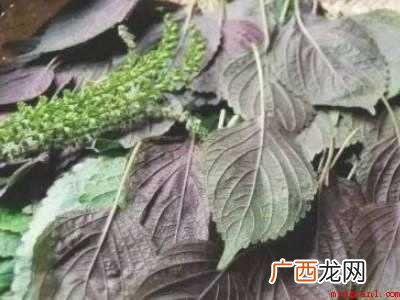 紫苏怎么晒干保存