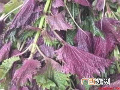 紫苏怎么晒干保存