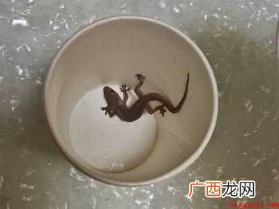 家里发现壁虎怎么处理