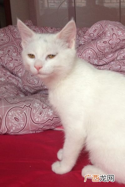 高铁猫咪怎么托运,4个月猫可以上高铁吗？