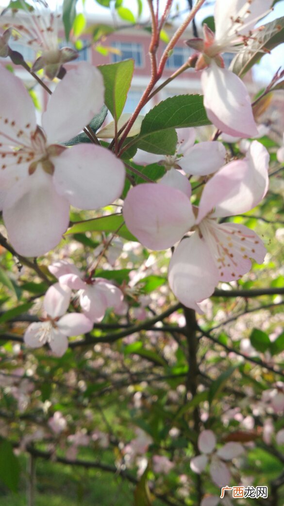 苹果花花语是什么,草莓和苹果代表什么意思？