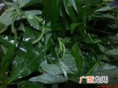 红薯叶怎么炒好吃又嫩又简单