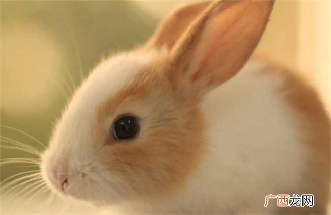 鸡兔不合怎么化解