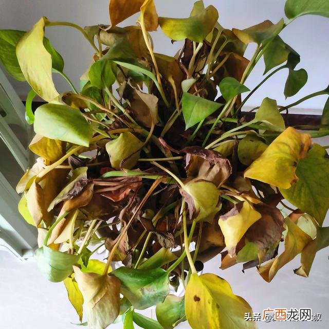 绿萝叶子发黄是怎么回事,绿萝叶子发黄是什么原因?该怎么办？