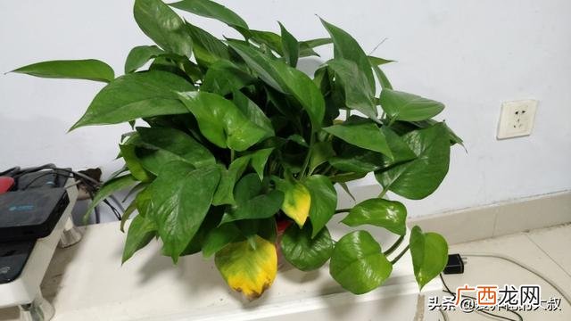 绿萝叶子发黄是怎么回事,绿萝叶子发黄是什么原因?该怎么办？