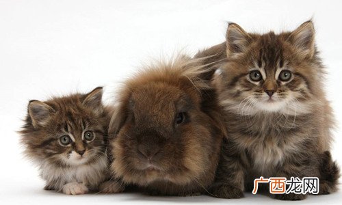 活体猫咪怎么邮寄,猫咪快递走什么快递?