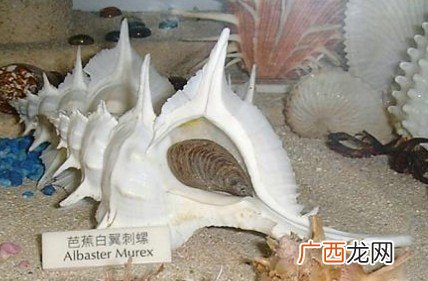 海螺种类,海螺有几种名称？