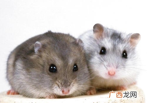 仓鼠携带病菌吗,仓鼠细菌多吗？
