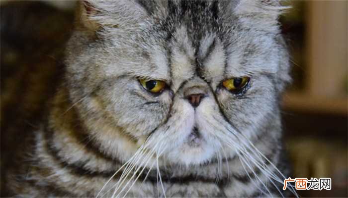 梦见小猫扑到身上是什么