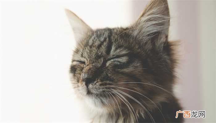 梦见被猫抓伤了手