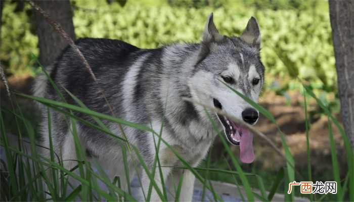 梦见恶犬但没有咬到我