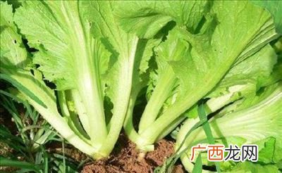 芥菜有哪些品种,芥菜品种哪些适合腌菜？