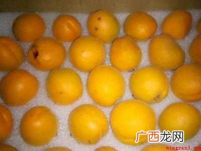 杏的保存时间与方法