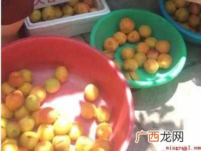 杏的保存时间与方法