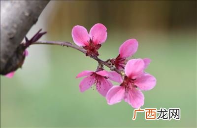 花开花谢年复年上句,花千骨所有歌曲？