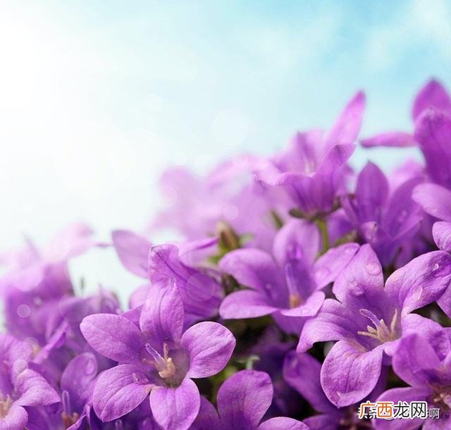 描写花草树的成语各4个,写花美丽的四字词语？