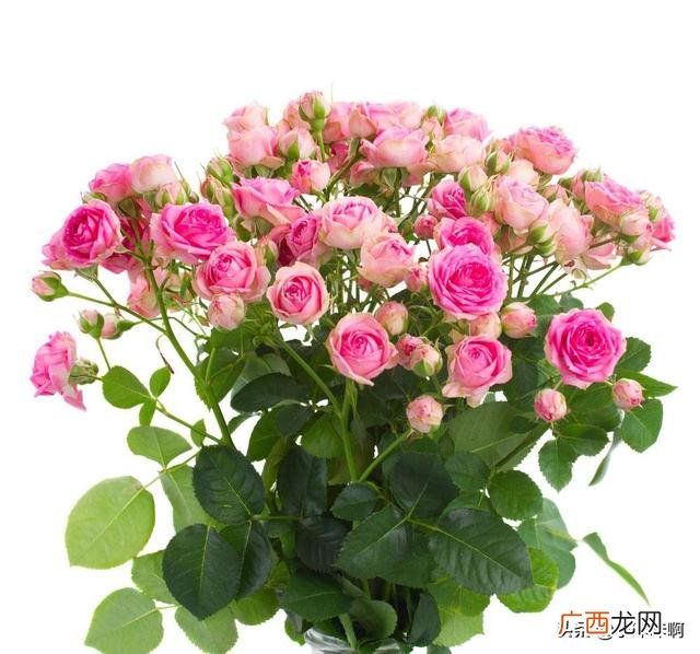 描写花草树的成语各4个,写花美丽的四字词语？