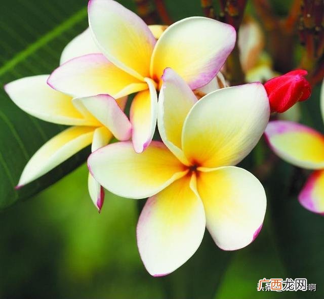 描写花草树的成语各4个,写花美丽的四字词语？