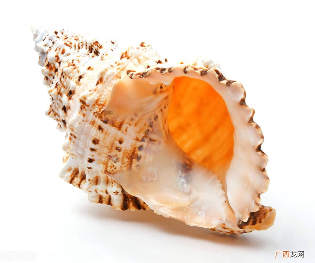 海螺里的珠子叫什么,秋天钓青鱼能用珠珠吗？