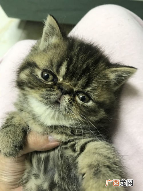 加菲猫多少钱一只,养一只加菲猫，每个月的开销大概是多少？
