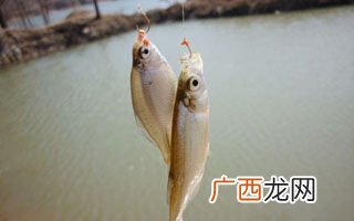 如何解决小鱼闹窝,混养小鱼闹窝怎么办？